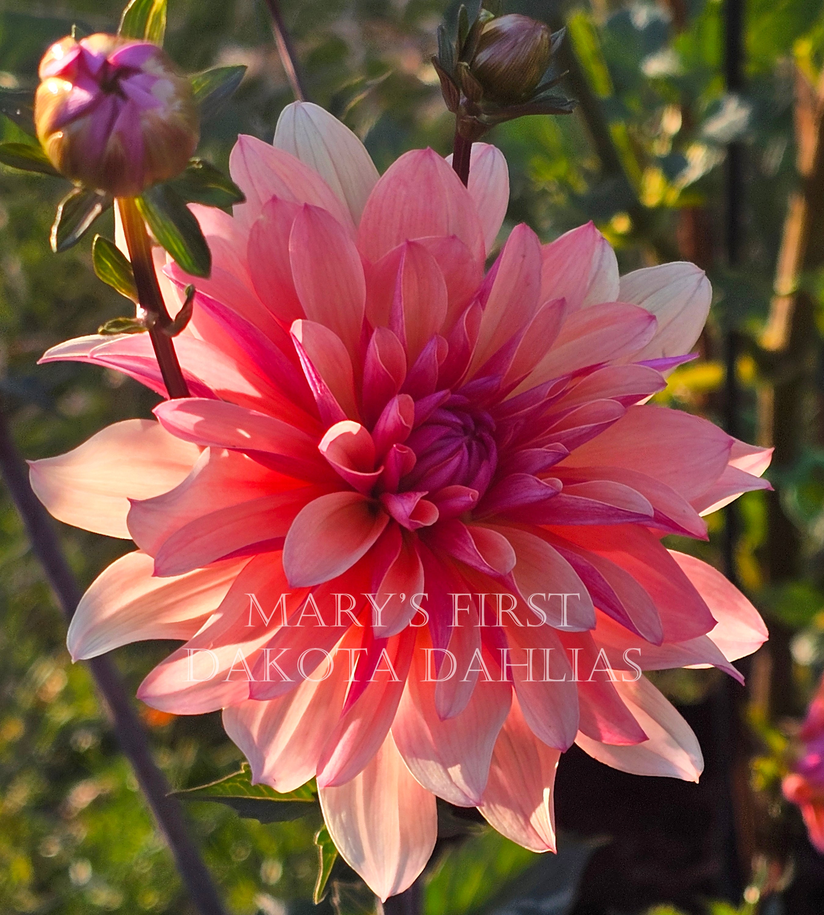 Mary's First