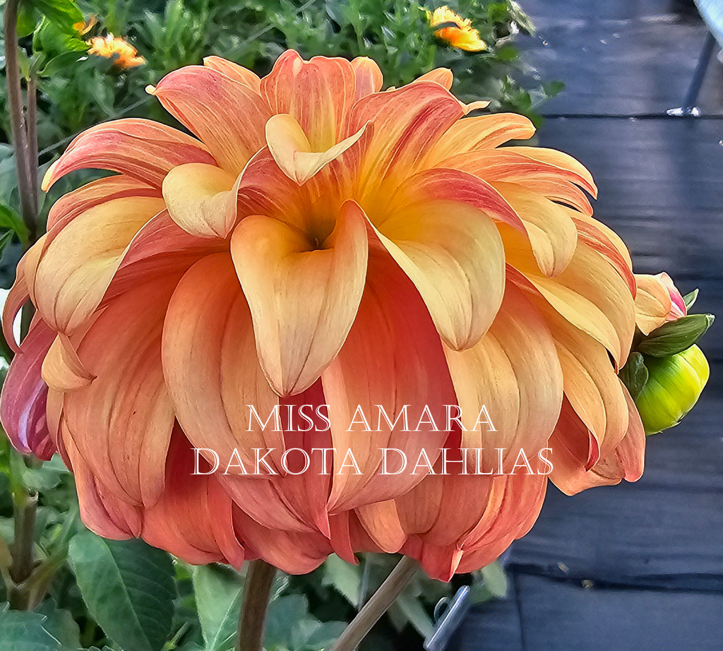 Miss Amara