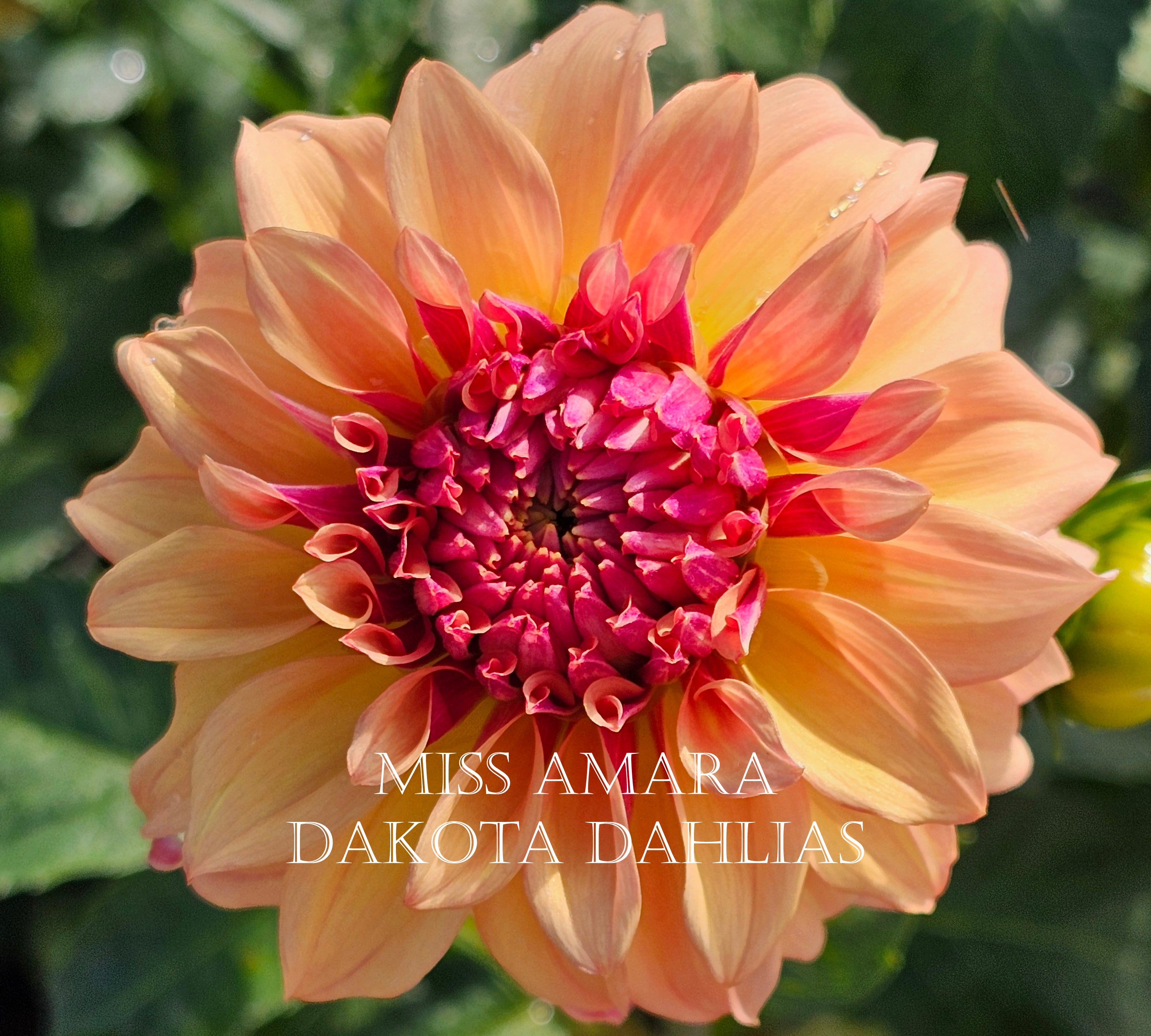 Miss Amara