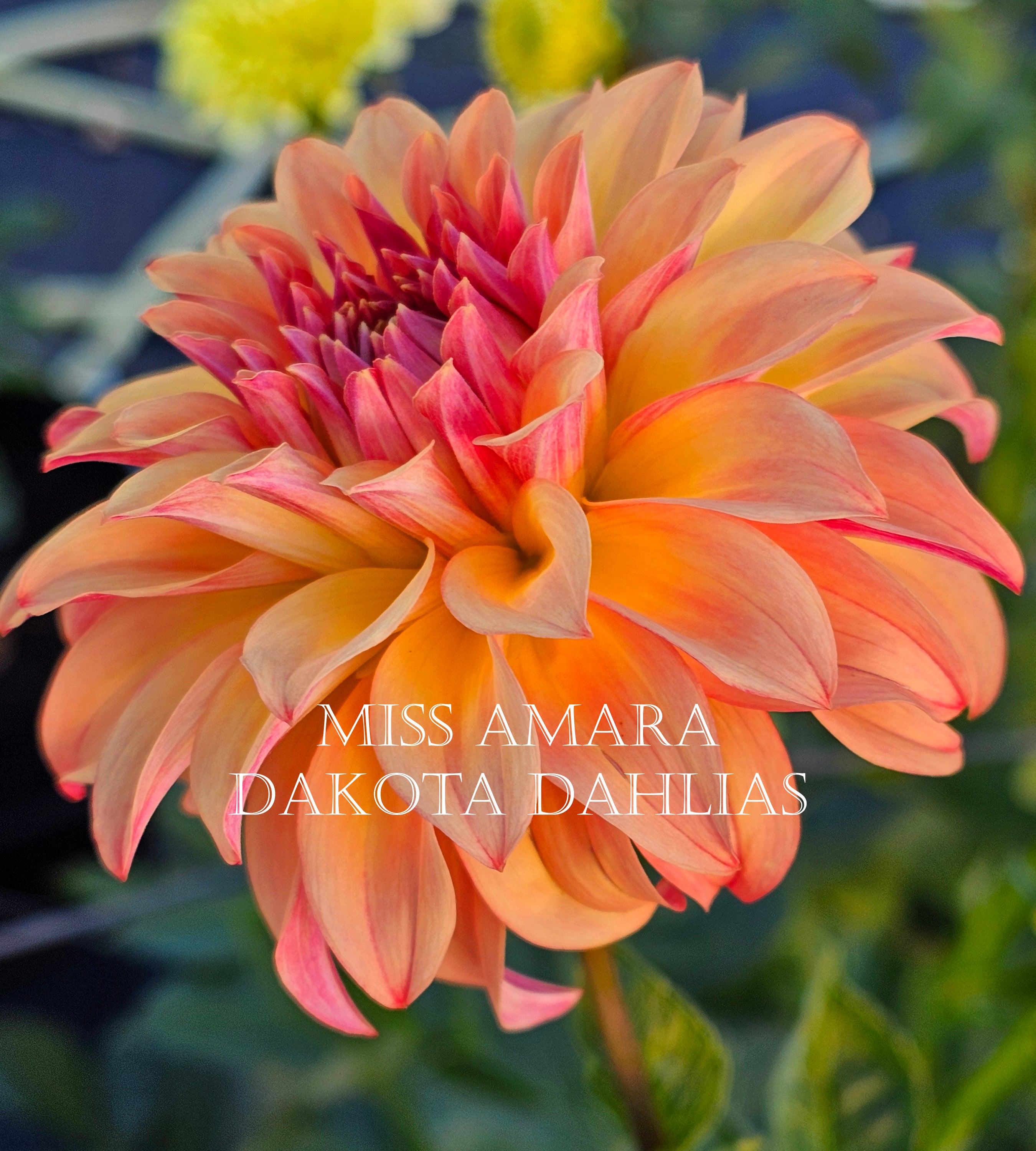 Miss Amara