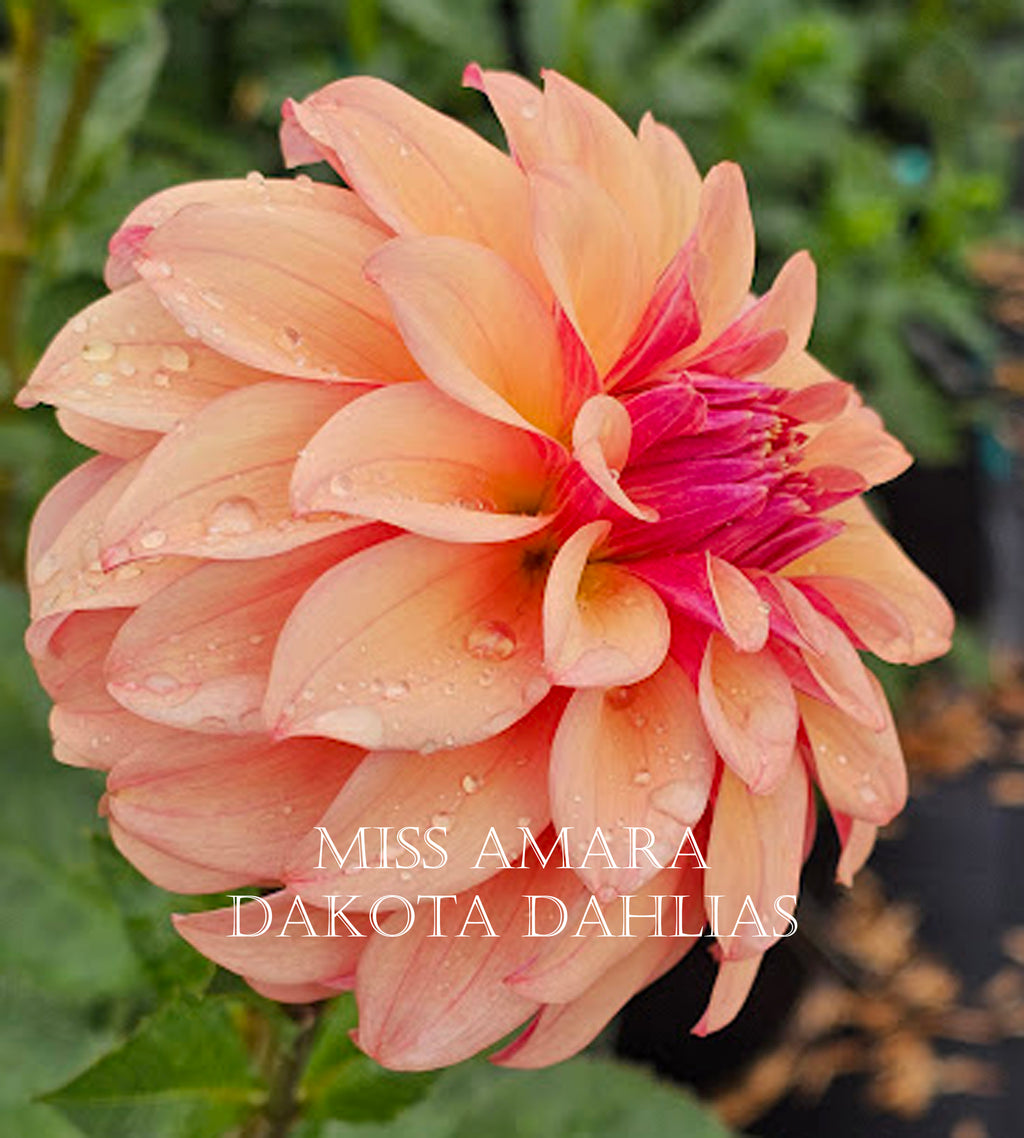 Miss Amara
