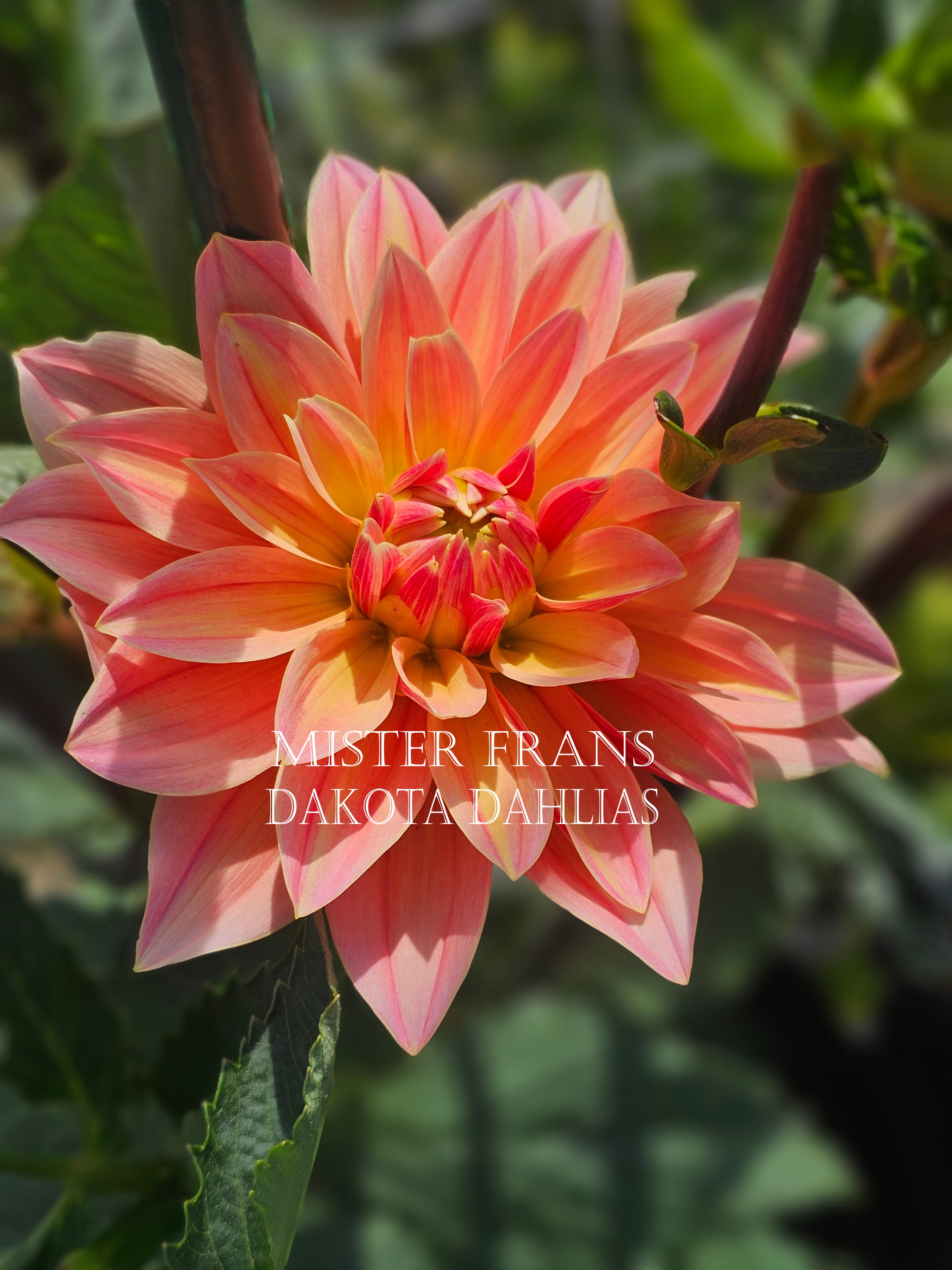 Mister Frans
