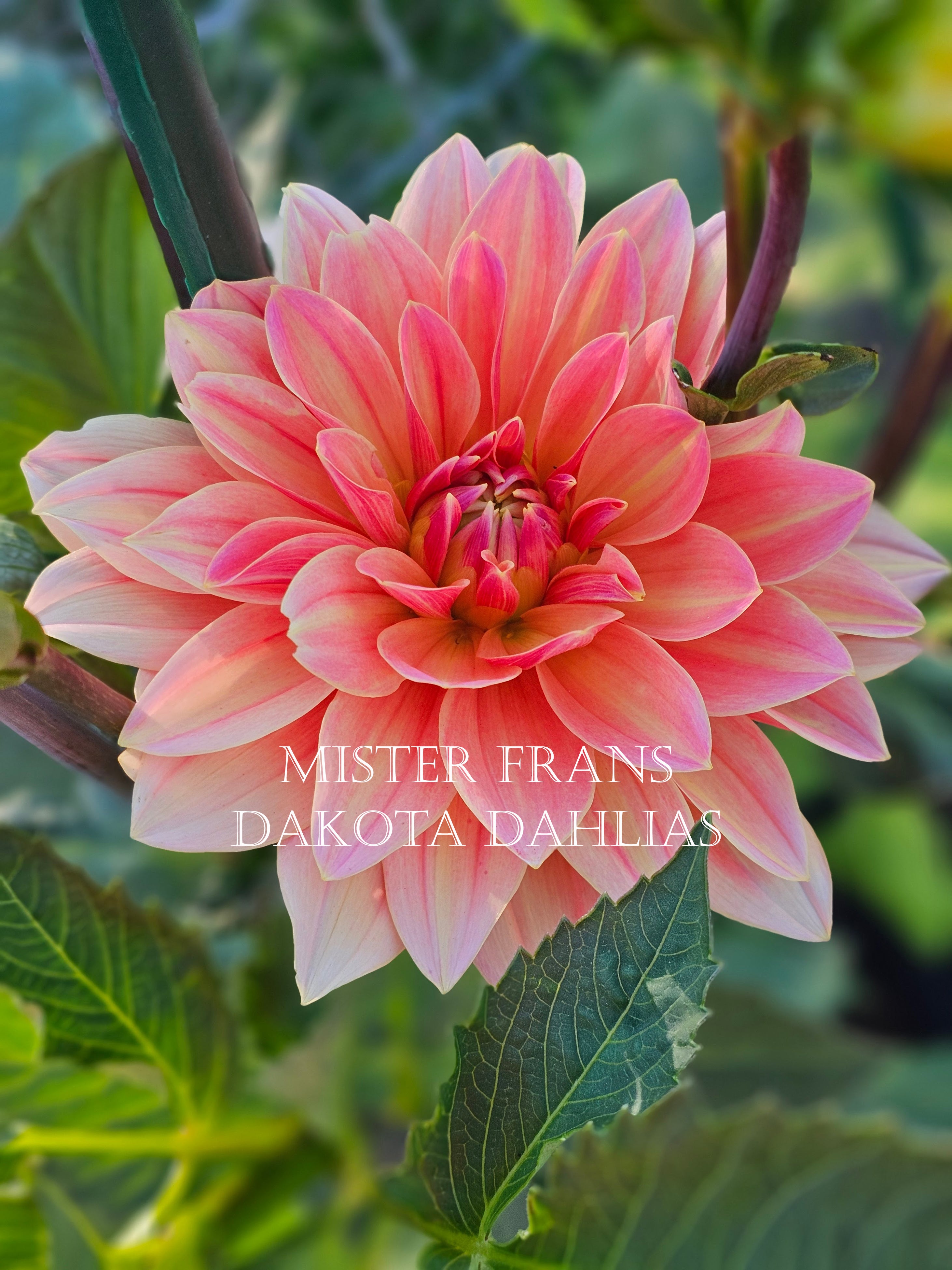 Mister Frans