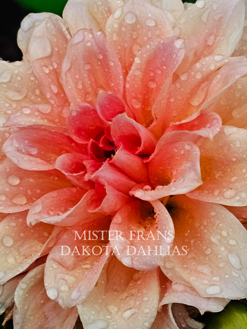 Mister Frans