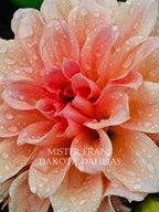 Mister Frans