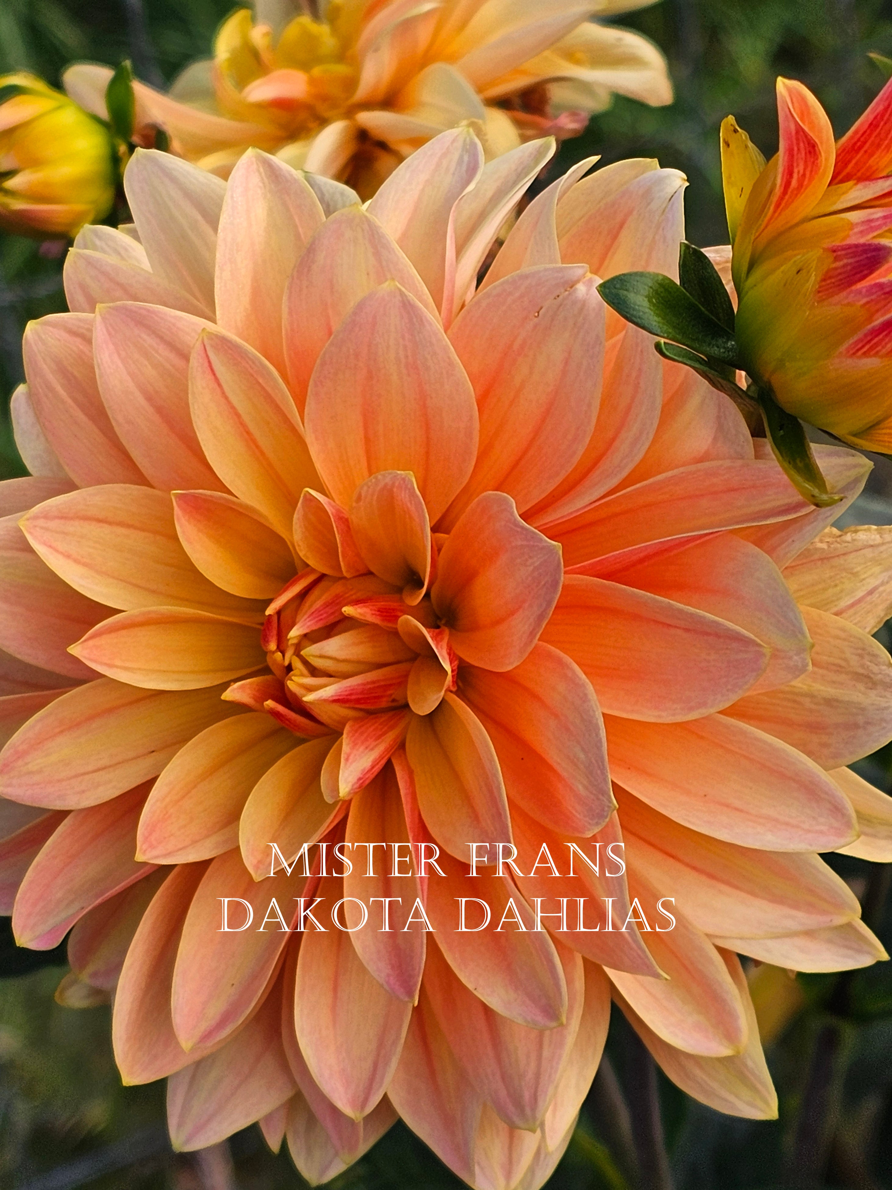 Mister Frans