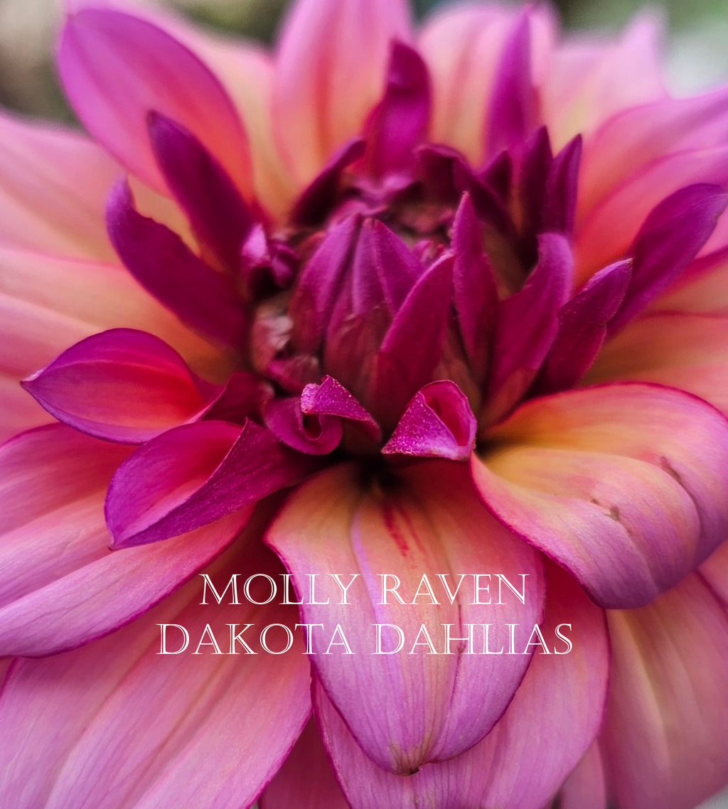 Molly Raven