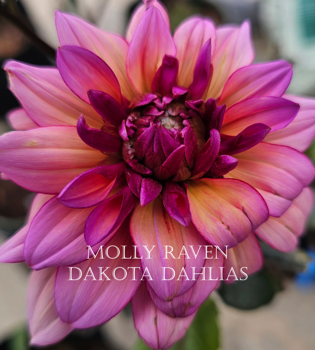 Molly Raven