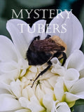 Mystery tubers/Grab bag 7-pack