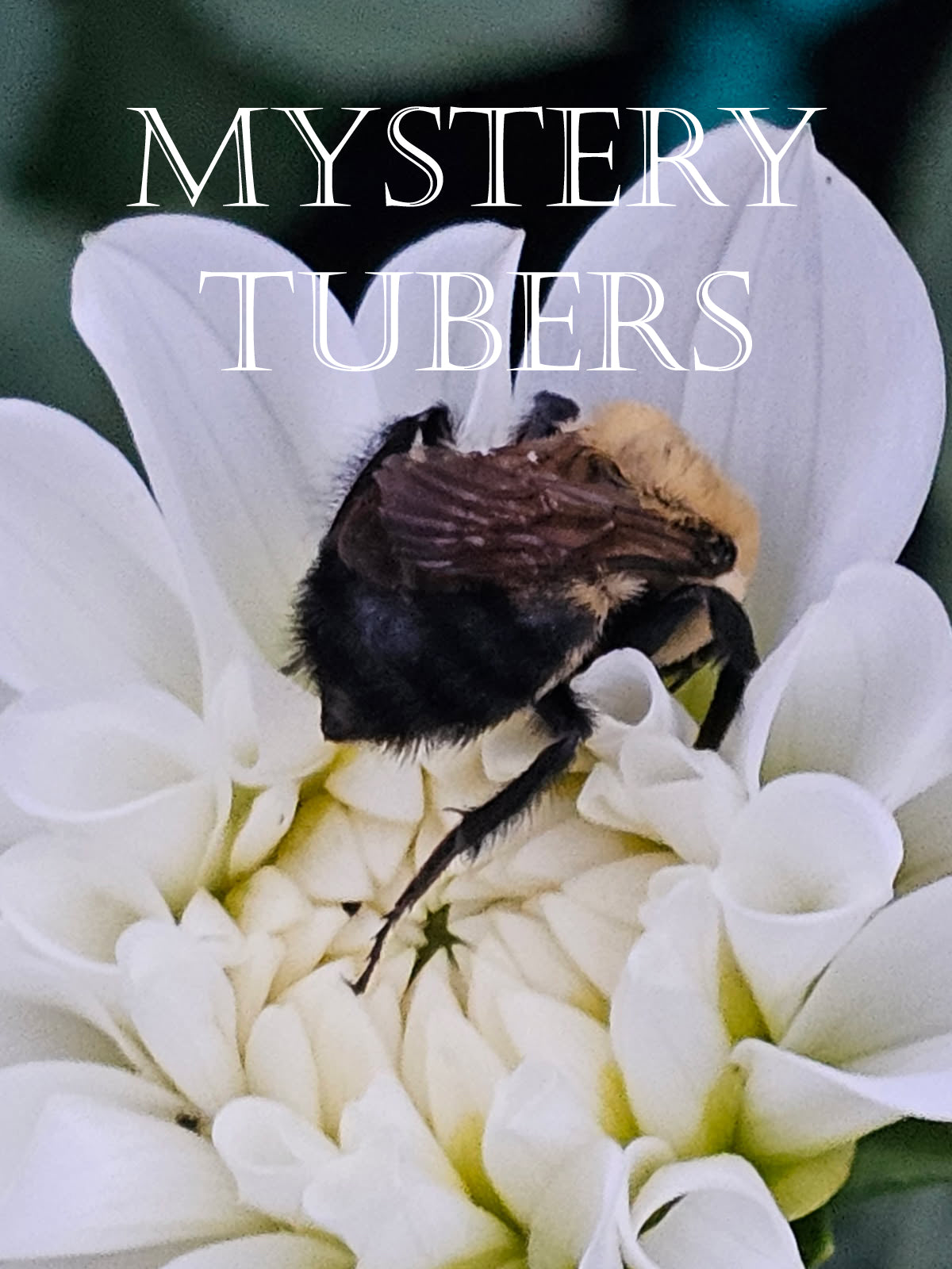 Mystery tubers/Grab bag 7-pack
