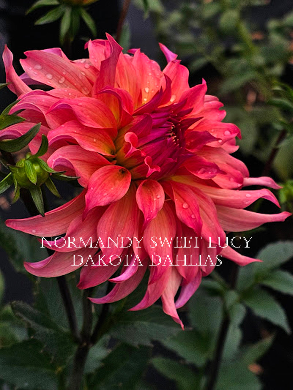 Normandy Sweet Lucy