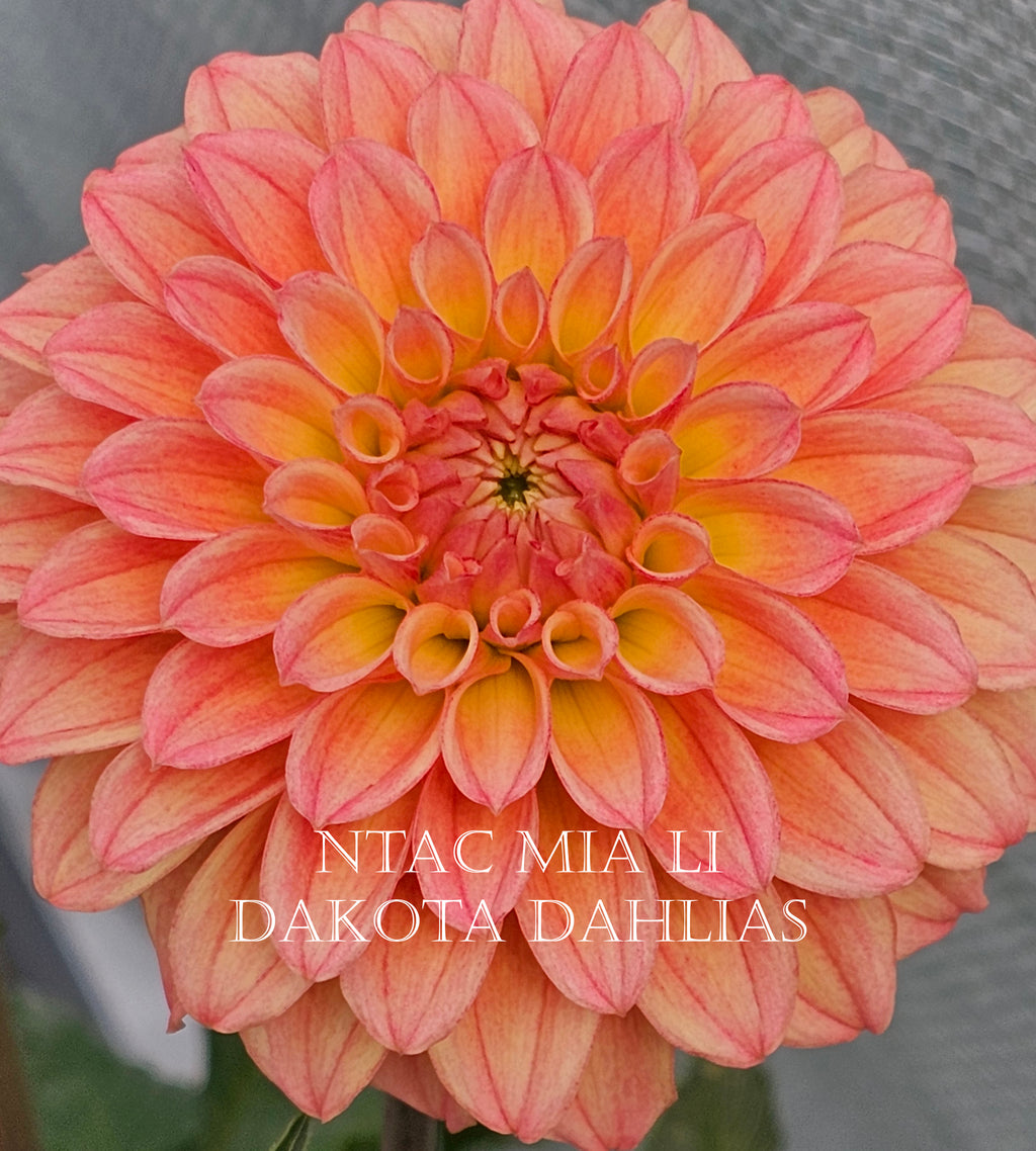 NTAC Mia Li