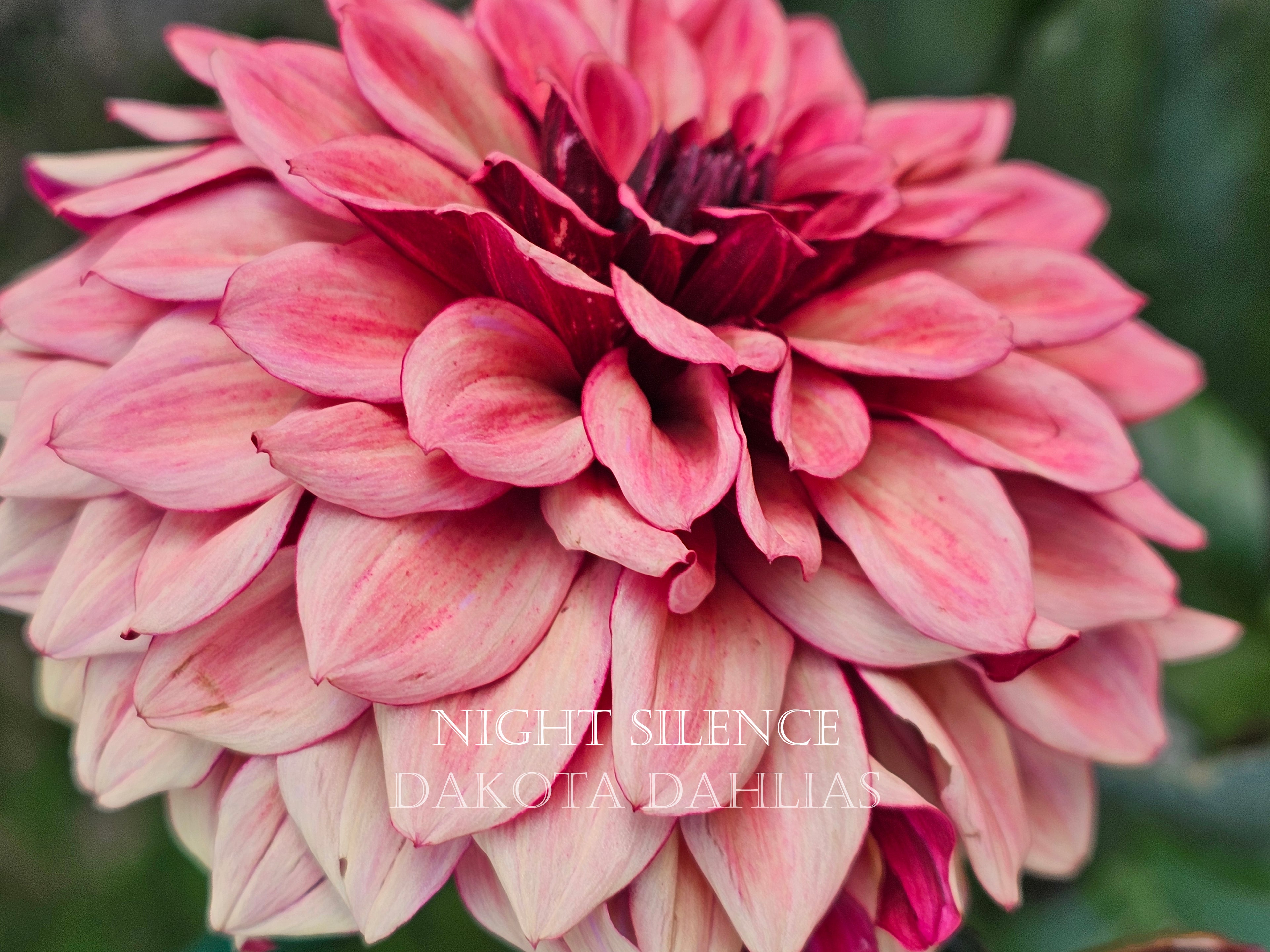 Night Silence