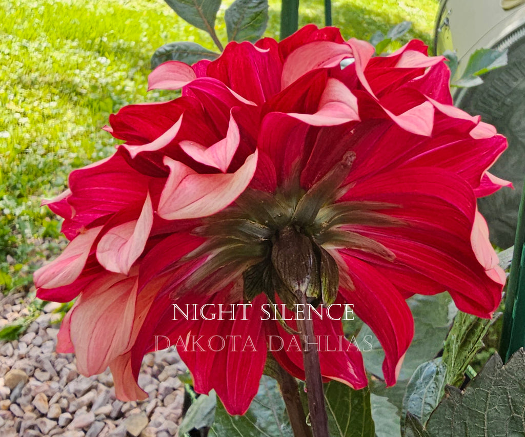 Night Silence