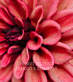 Night Silence