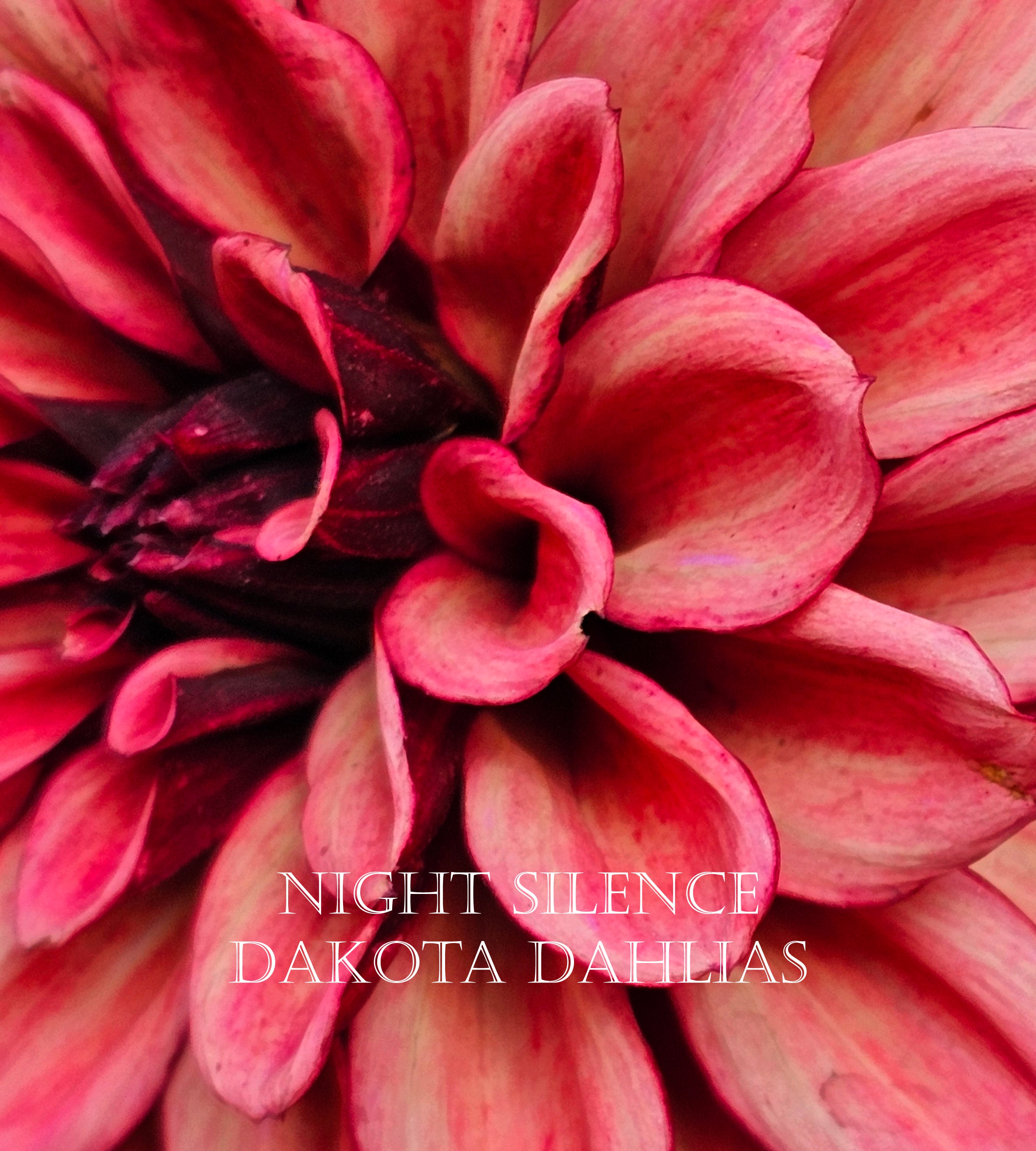 Night Silence