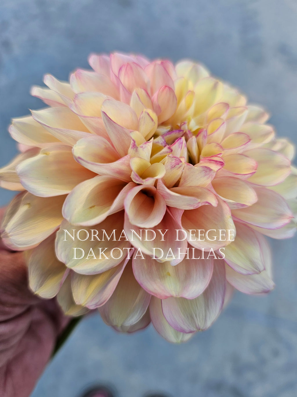 Normandy DeeGee