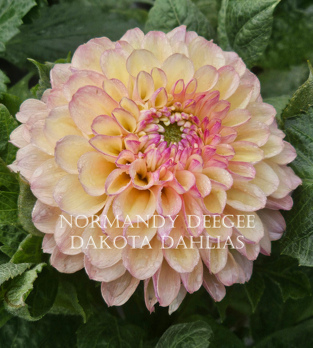 Normandy DeeGee