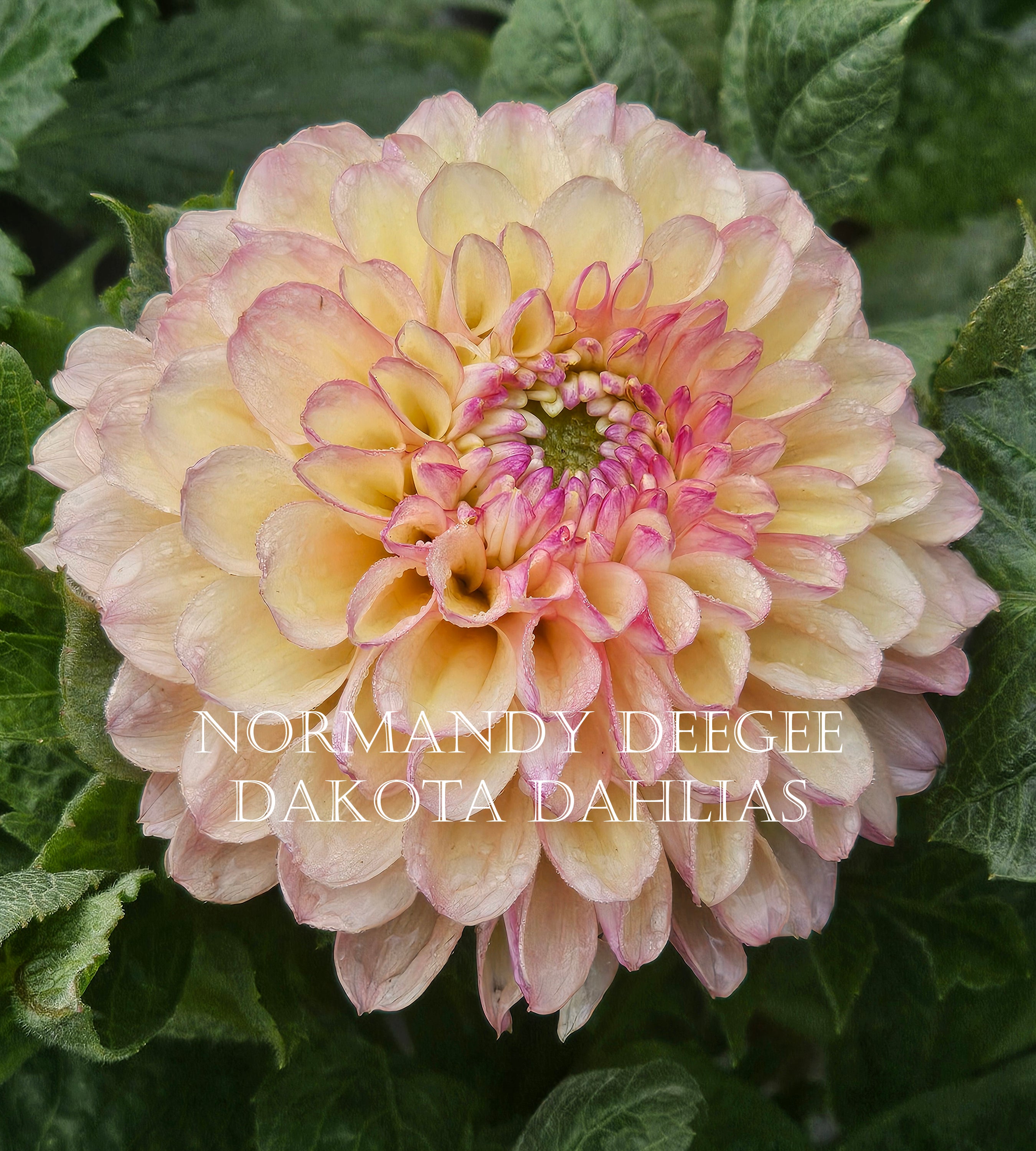 Normandy DeeGee
