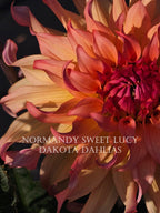 Normandy Sweet Lucy