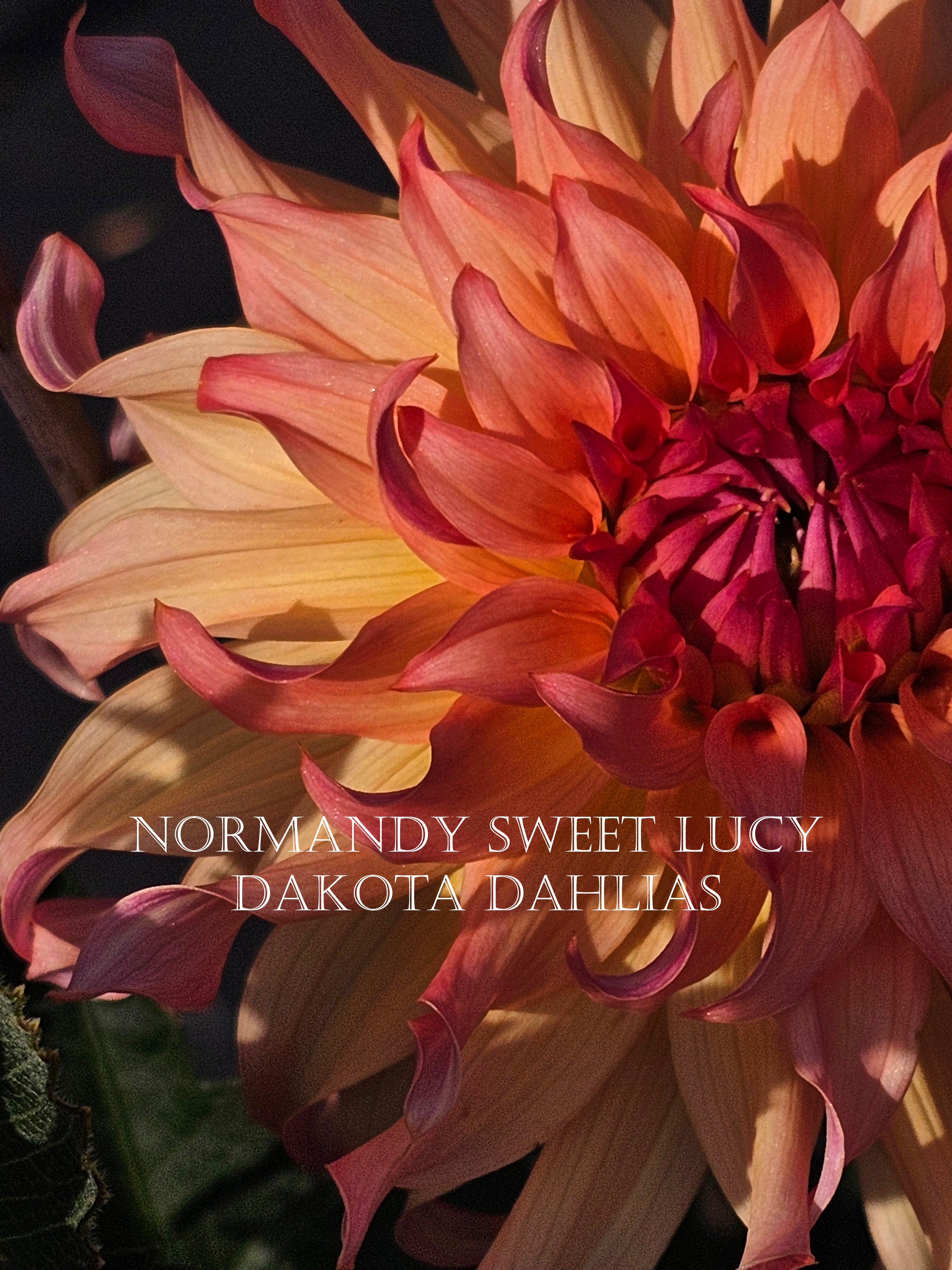 Normandy Sweet Lucy