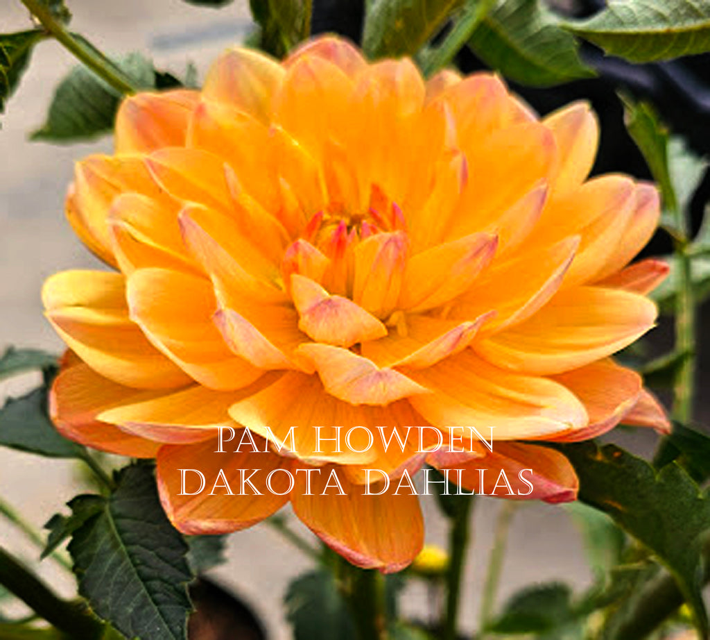 Pam Howden