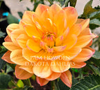 Pam Howden