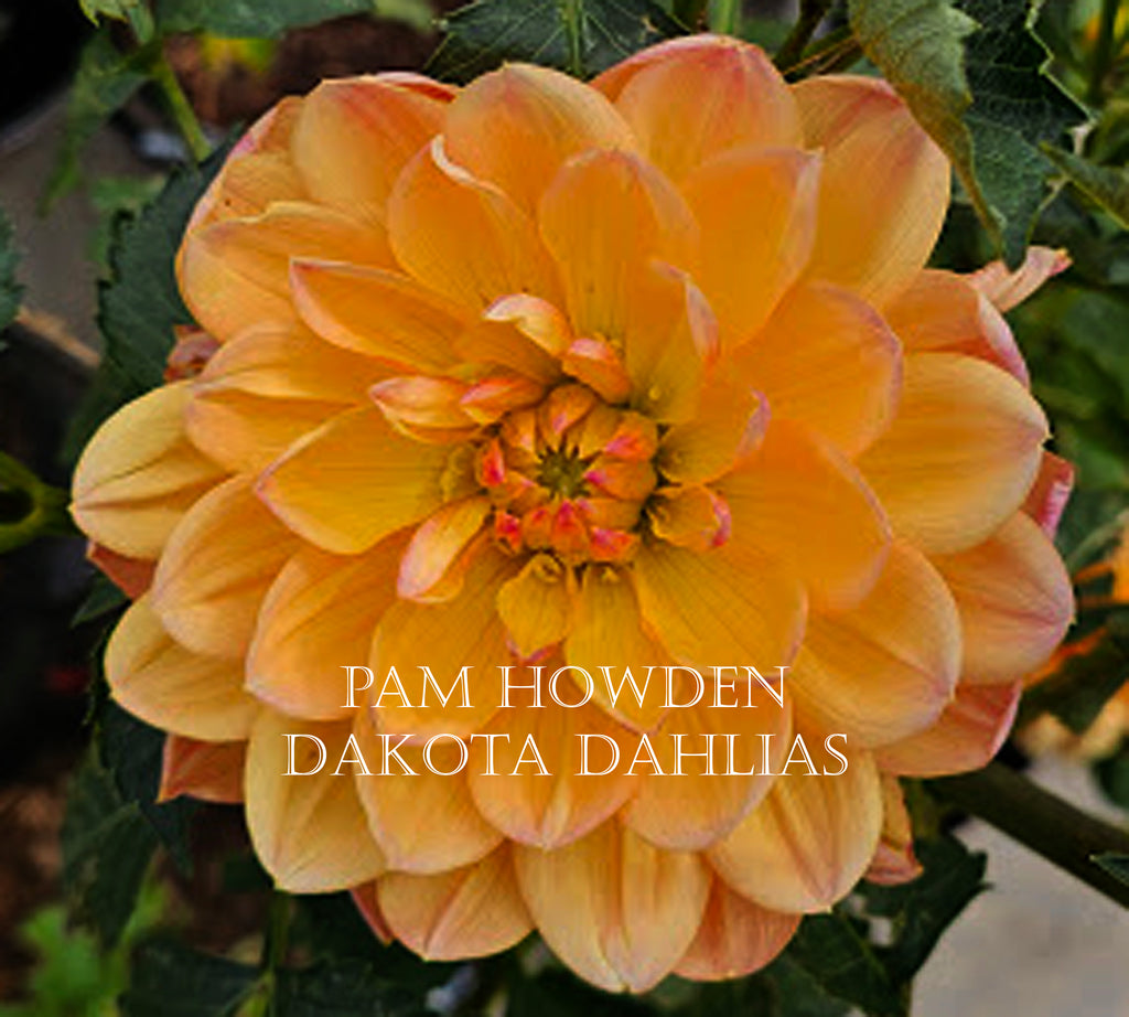 Pam Howden