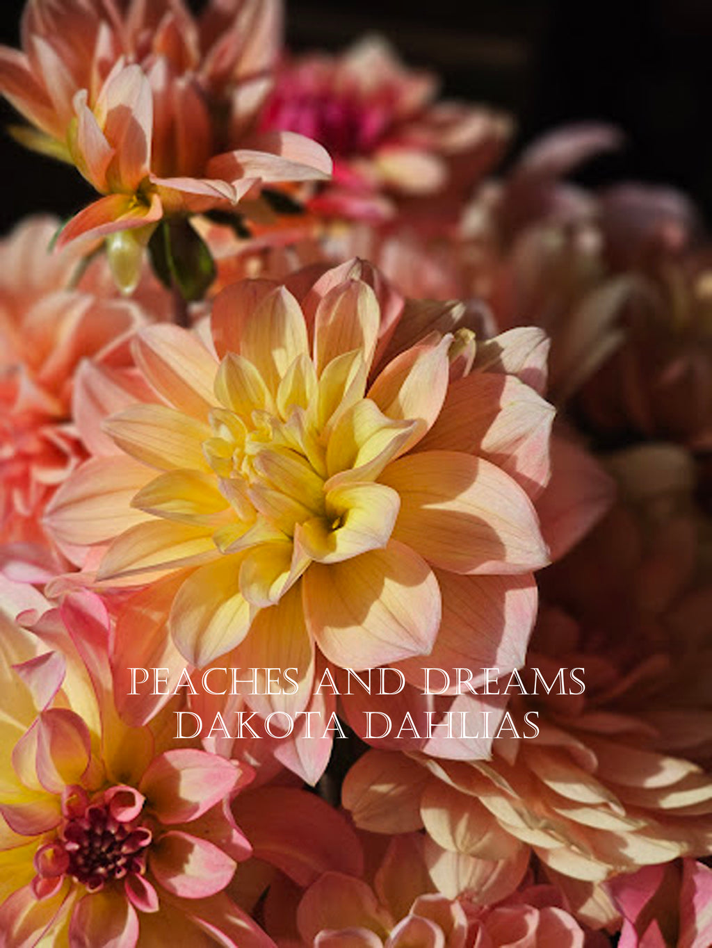 Peaches and Dreams