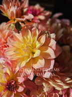 Peaches and Dreams