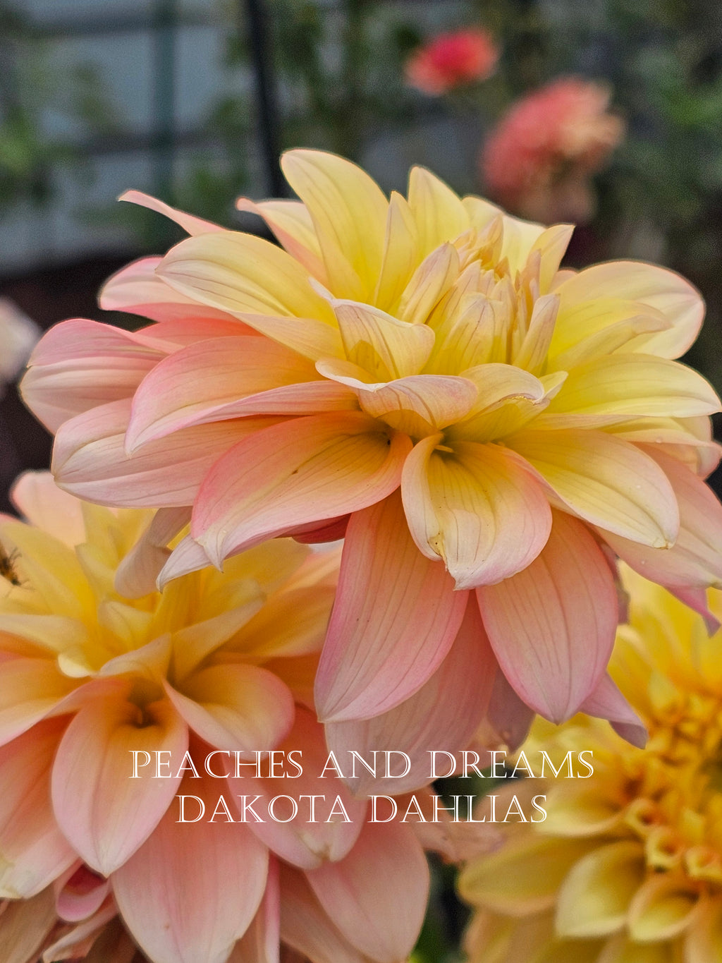 Peaches and Dreams