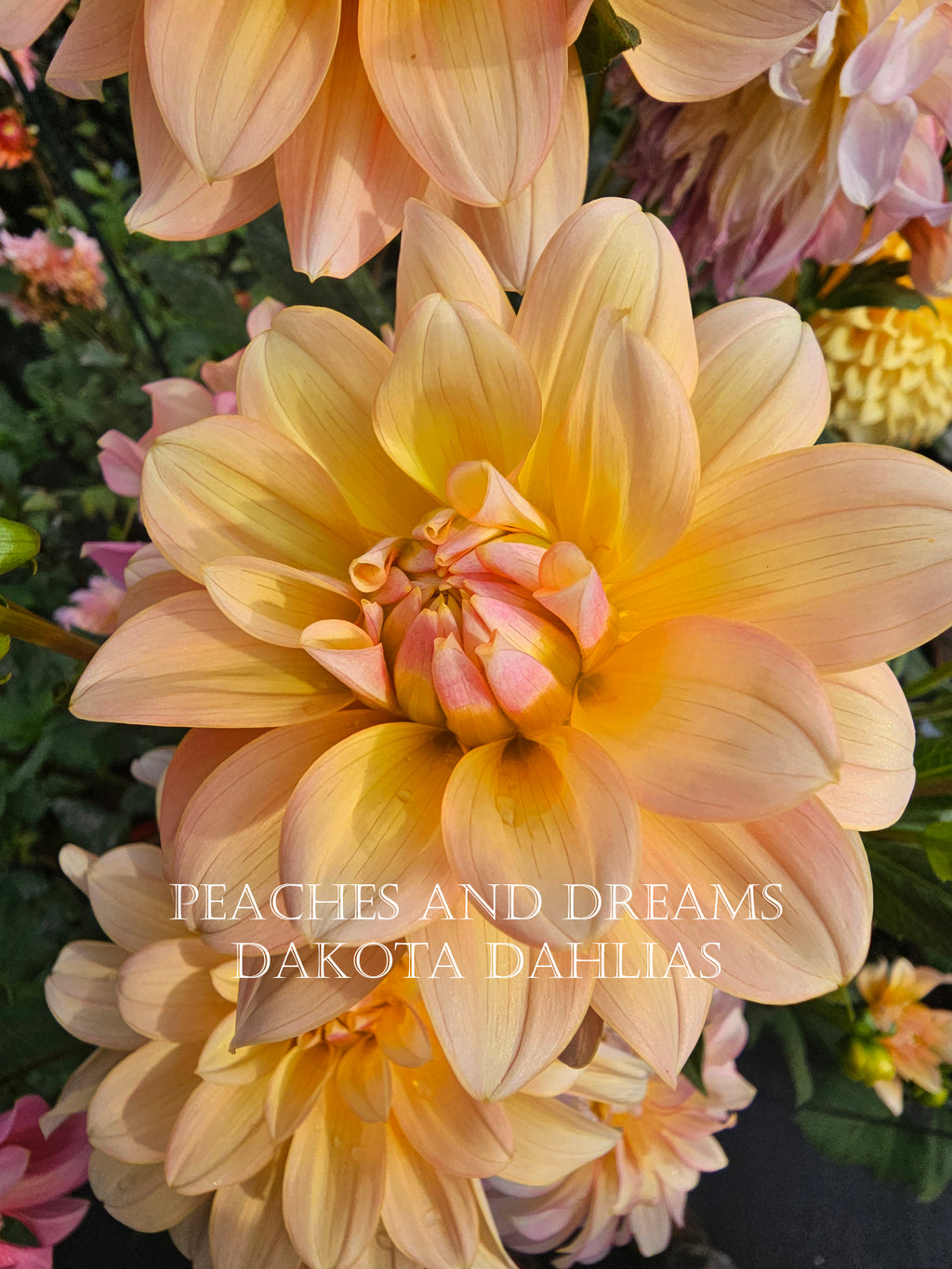 Peaches and Dreams