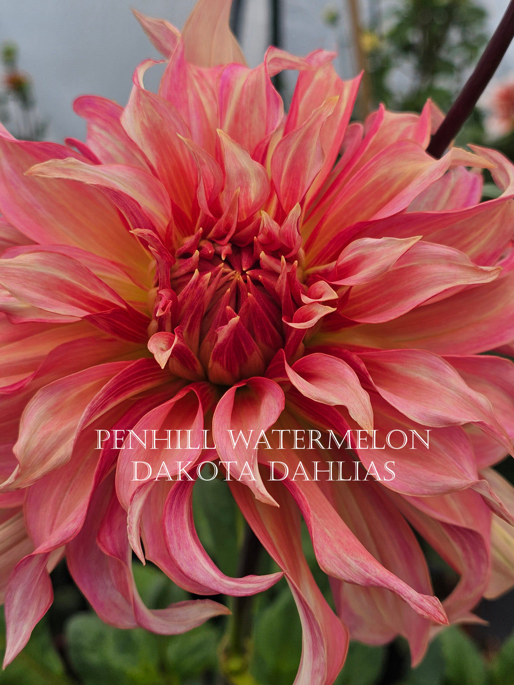Penhill Watermelon