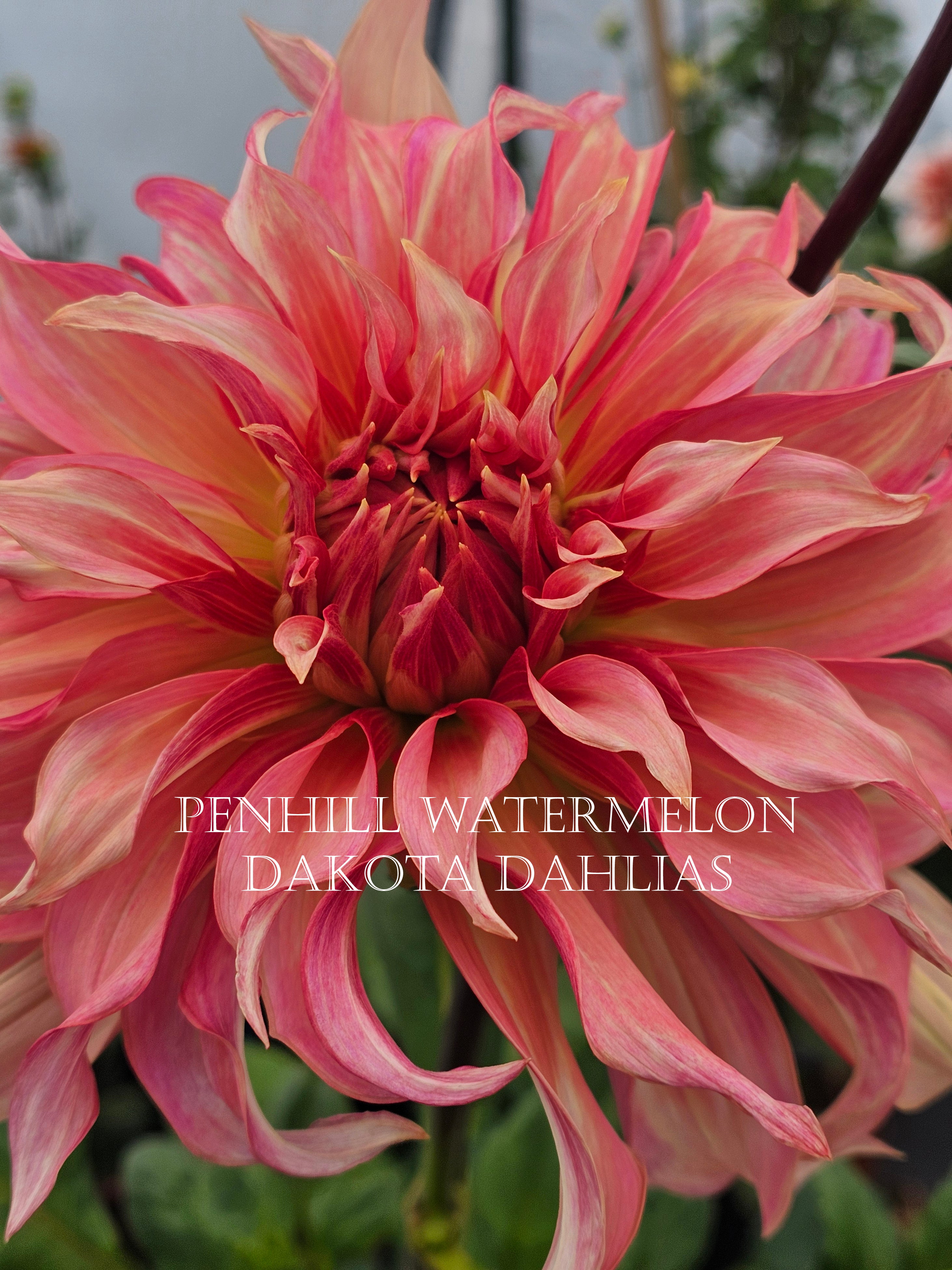 Penhill Watermelon