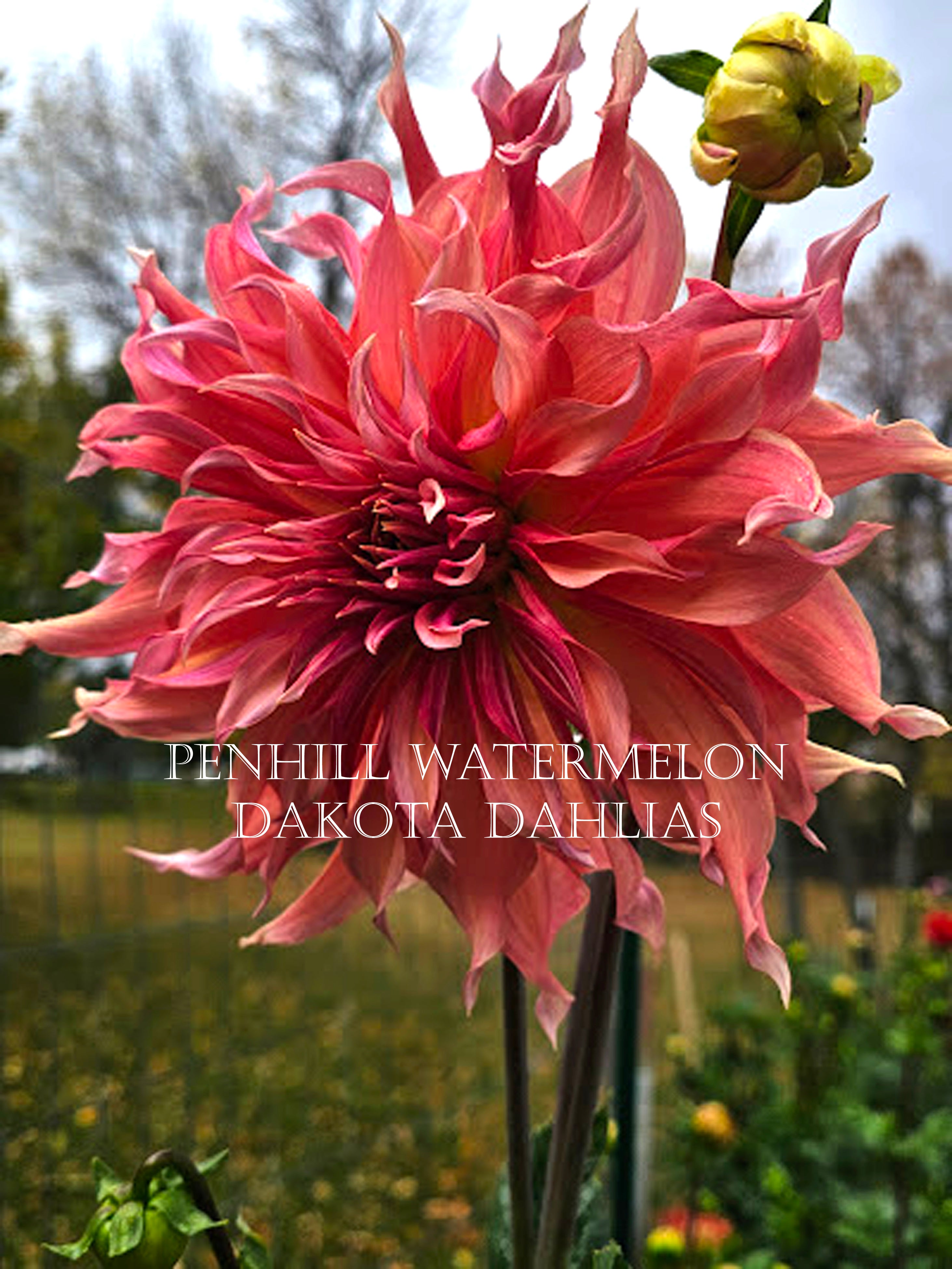 Penhill Watermelon