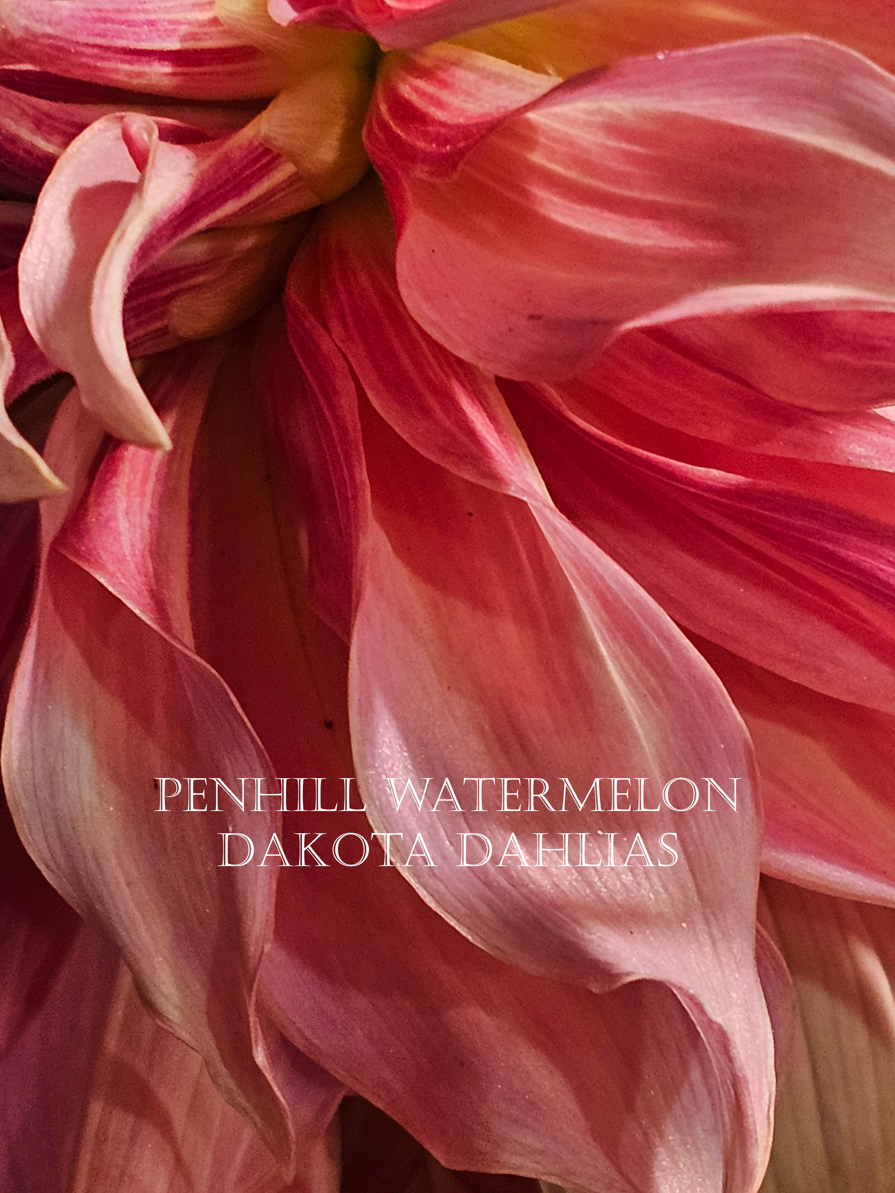 Penhill Watermelon