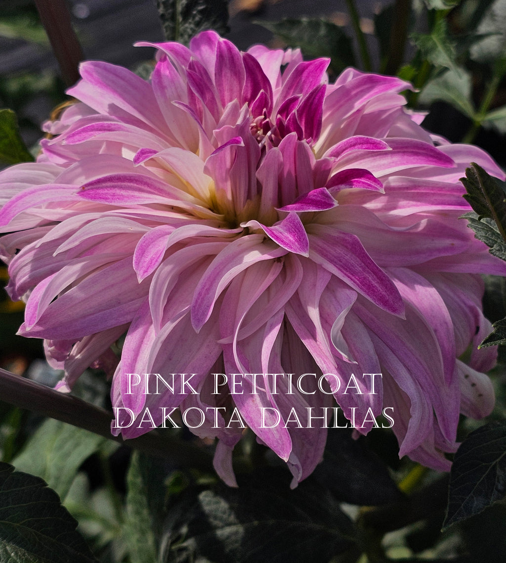 Pink Petticoat