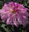 Pink Petticoat