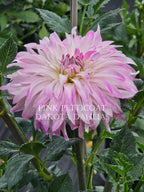 Pink Petticoat