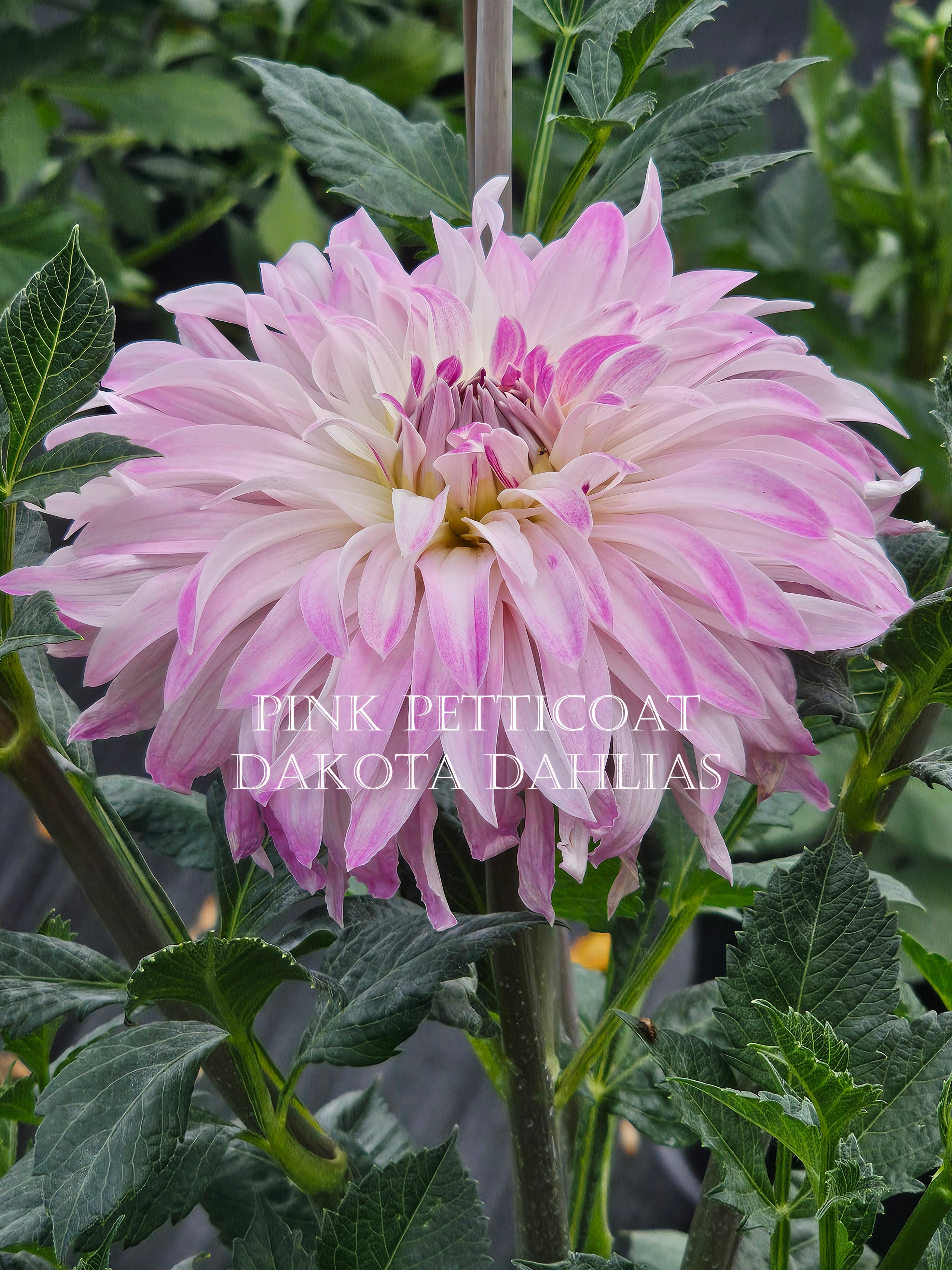Pink Petticoat