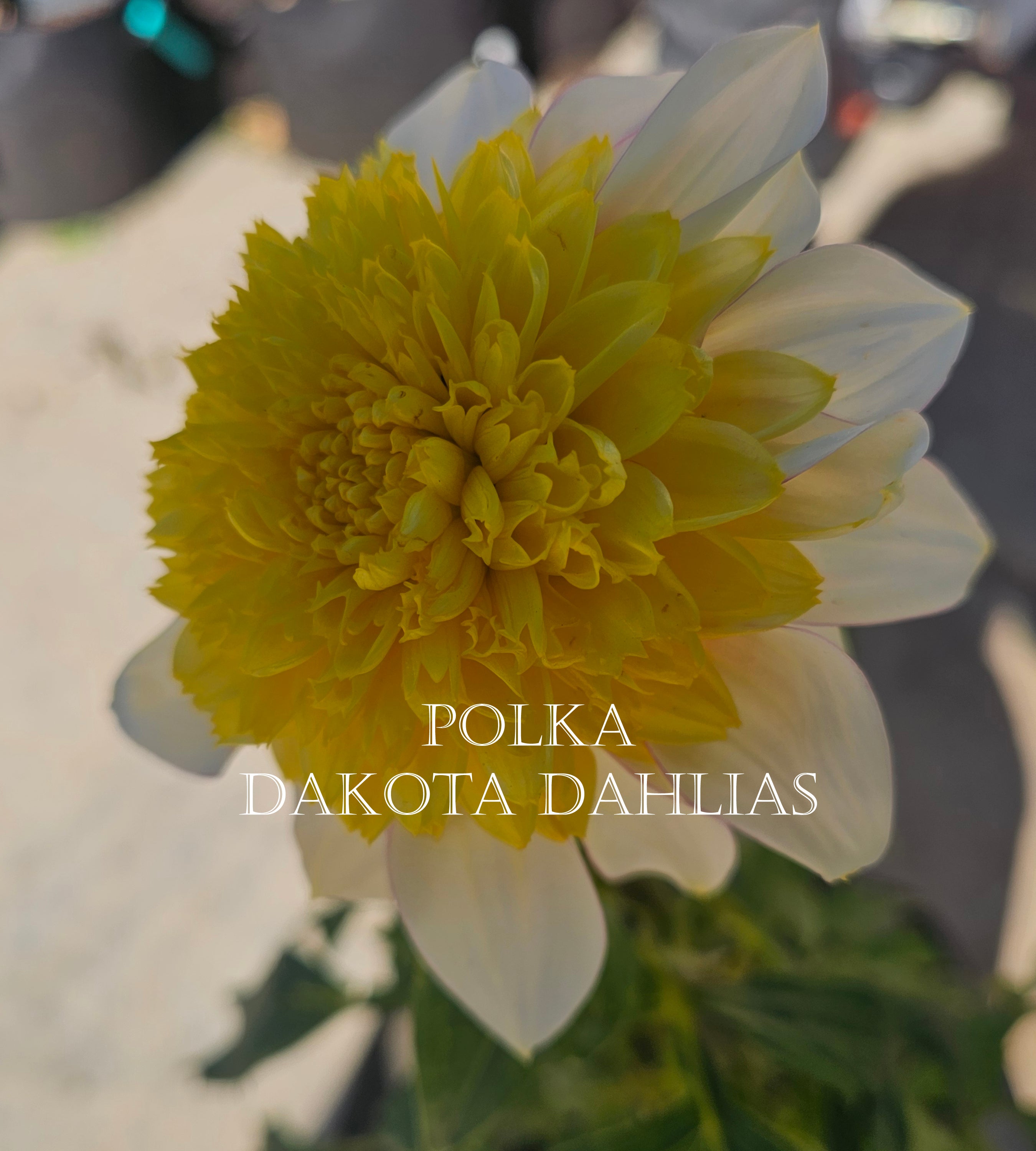 Polka