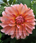 RM Whirligig