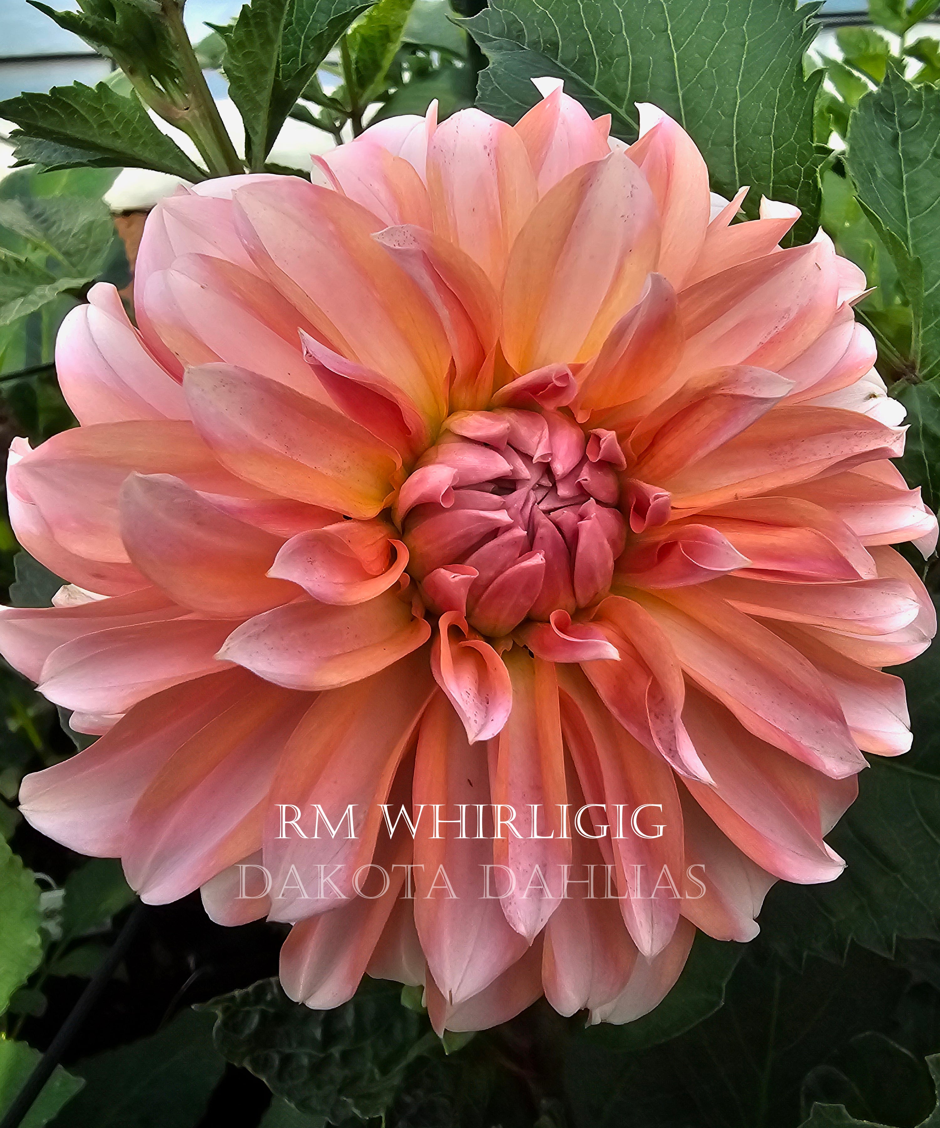 RM Whirligig