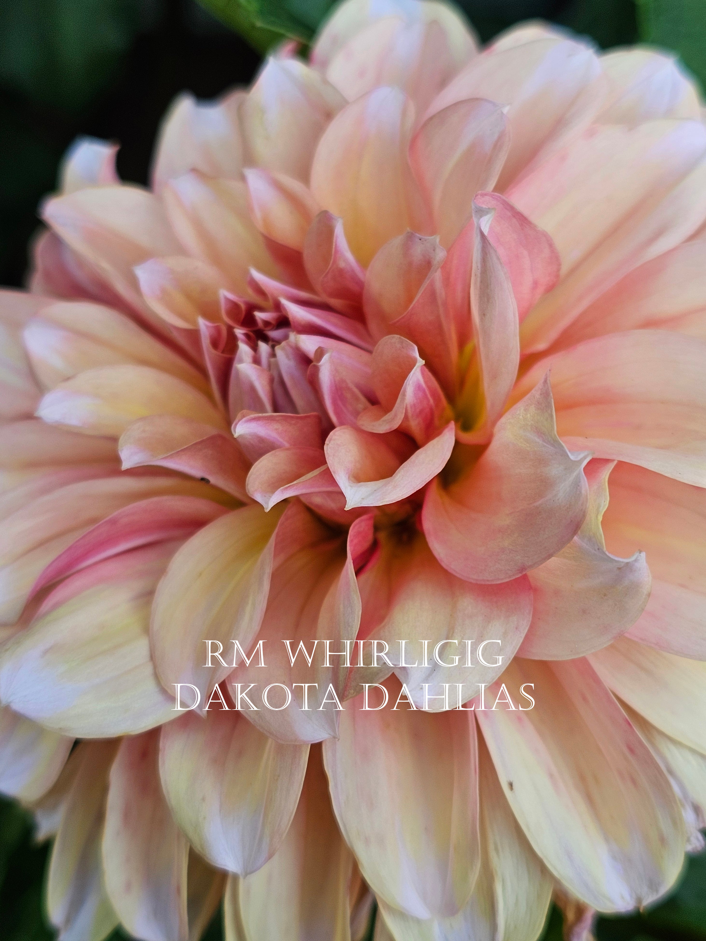 RM Whirligig