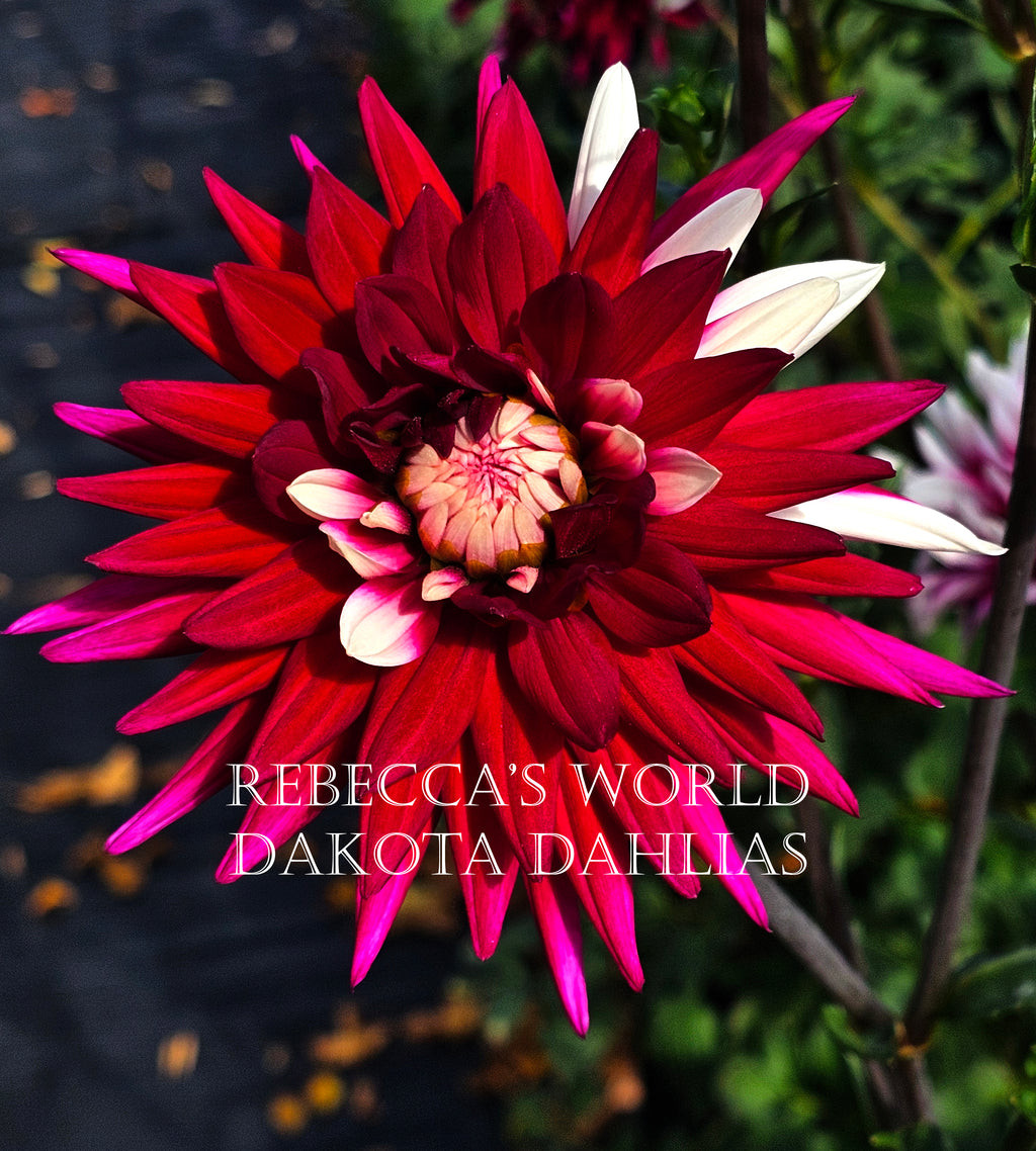Rebecca's World