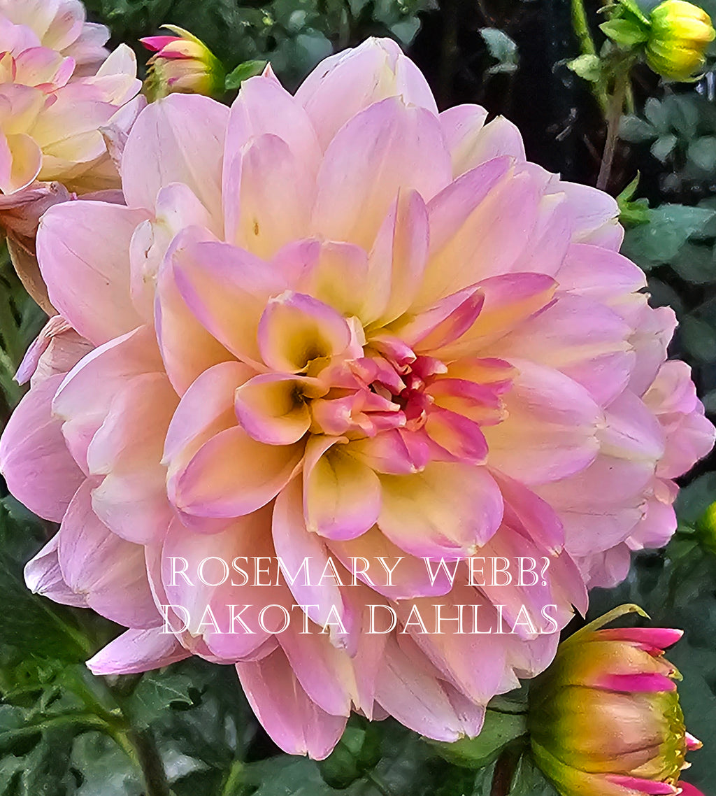 Rosemary Webb