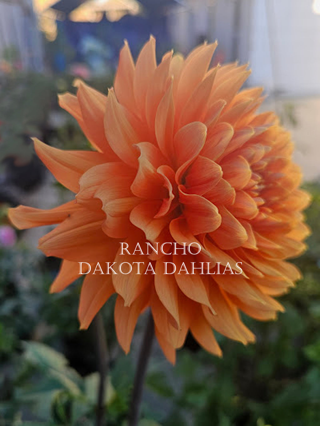 Rancho