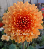 Rancho