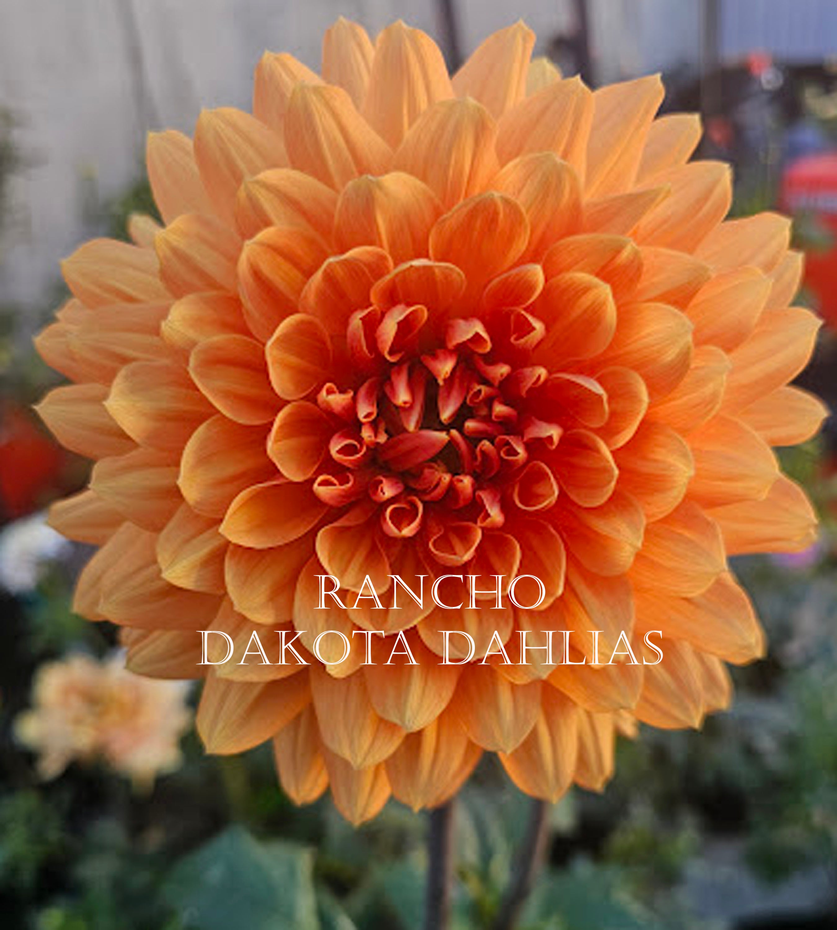 Rancho