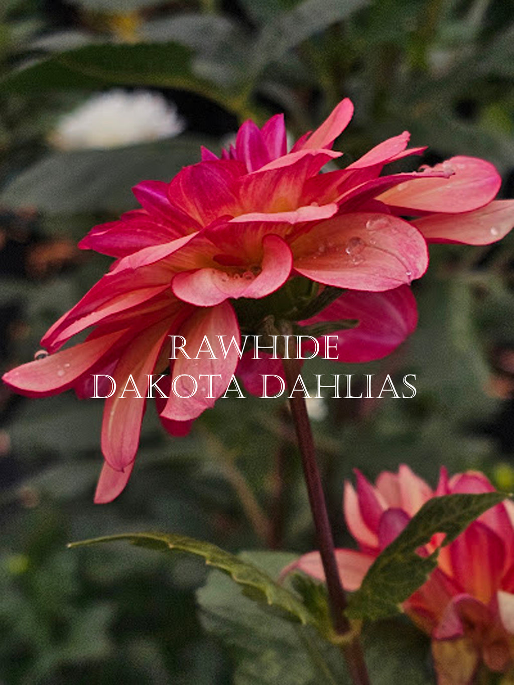 Rawhide
